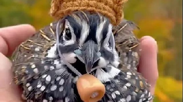 女孩在野外捡到一枚漂亮的蓝色鸟蛋，没想到它长大后生了几百枚蛋