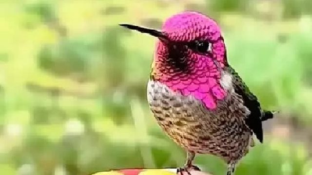 女孩在散步时意外救了一只小怪鸟，没想到它竟带着整个家族来感谢