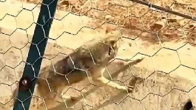 既然如此，那就取代狼王！