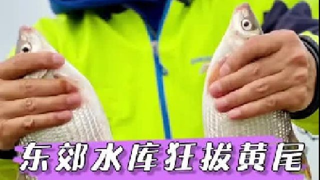 东郊水库黄尾也疯狂。