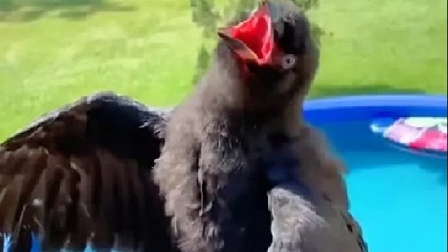 女孩在散步时意外见到一只小乌鸦，它长大后竟是鸟类智力的天花板