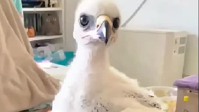 男人遛狗时意外捡到一只奇怪的小野鸡，它长大后竟变成凶猛的老鹰