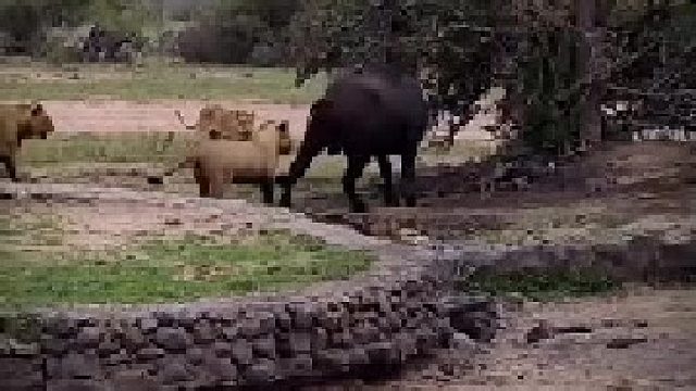 狮群捕猎水牛的惊险一幕！
