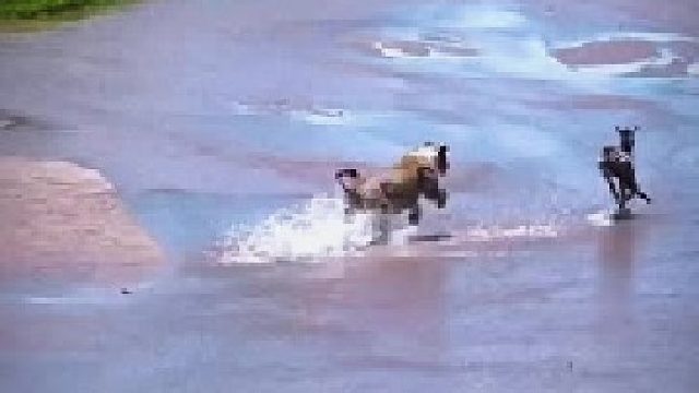 母狮捕猎小斑马，从发现猎物到抓住猎物仅用了几秒钟的时间！