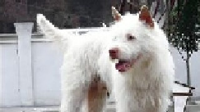 下司犬外网的查理国王他们的第一布鲁斯