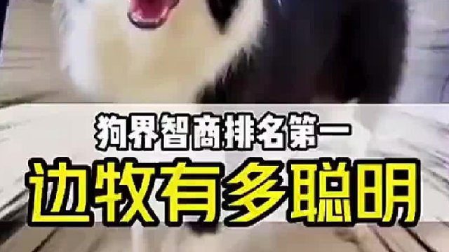 这就是不养边牧的原因吗