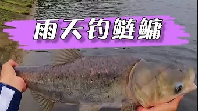 雨天钓鲢鳙