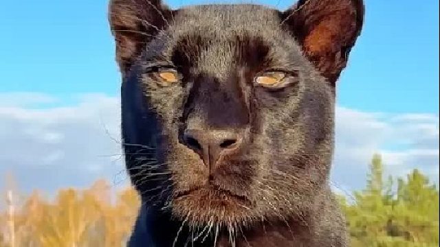 男人装修房子时发现一只黑色小怪物，它长大后变成霸气十足的大猫