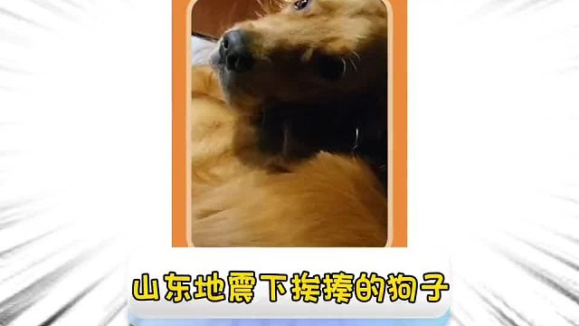 第八十九集_终究是一狗扛下了所有