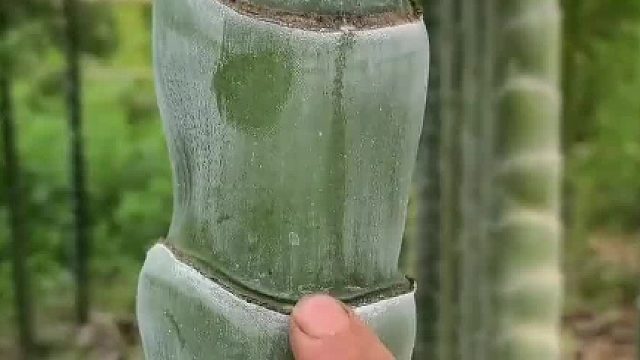 分享16种不同的竹子及价格，你都认识哪几种呀？