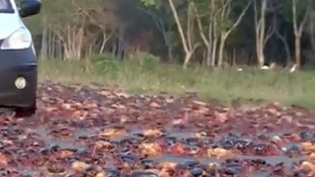 4千万螃蟹大军占领长达30公里的路面，竟被汽车肆意碾压！