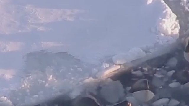 13头虎鲸受困冰窟窿！应该等破冰船来救援，还是冒险离开？