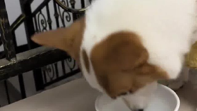 纯福狗粮配点小汤，这身子一天比一天圆润