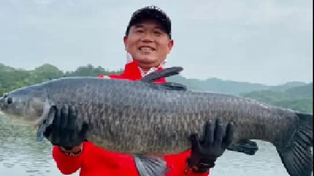 用螺蛳钓大青鱼