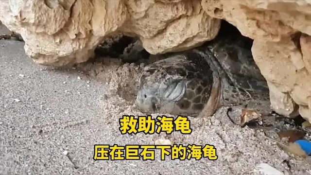 海龟被压在巨石下，怎么都爬不出来，而且嘴巴里还藏着鱼钩，太揪心了