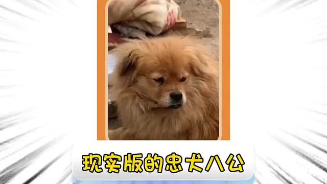 第八十四集_现实版忠犬八公