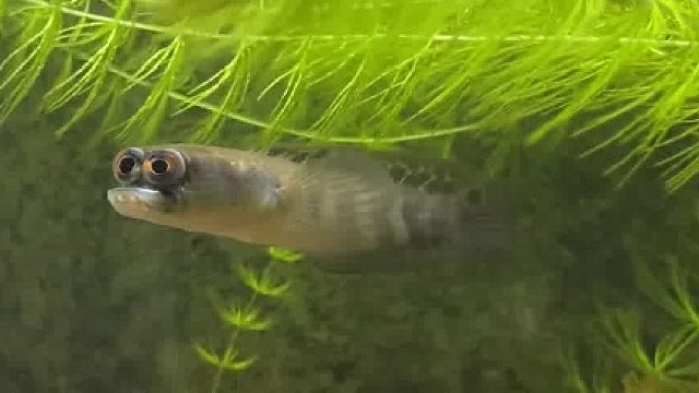 优雅永不过时，最帅雷龙