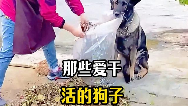 盘点那些爱干活的狗子