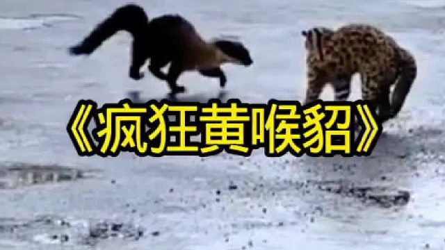 疯狂的黄喉貂居然能猎杀豹猫