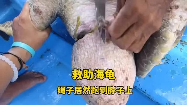 海龟脖子上的绳子正在一点一点被割断，随后看到的伤口真是触目惊心