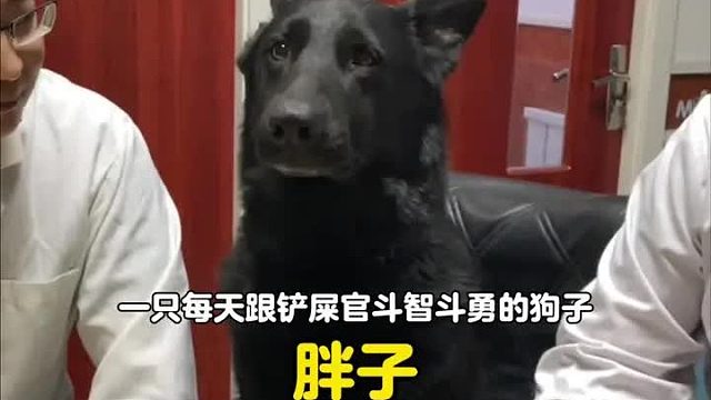 讲究狗遇上个不讲究的主人，终究是错付了