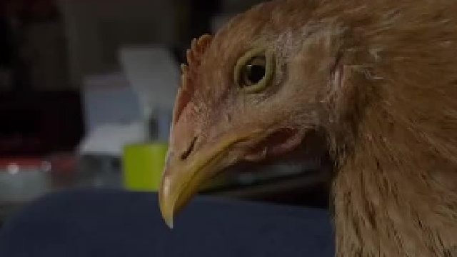 小鸡小鸡！你怎么睡了！不是说好一起看八月十五的月亮吗？