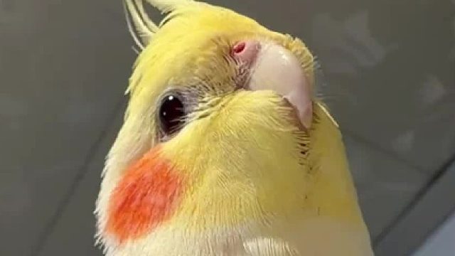 参见鸟鸟大王 胸口都被我亲的红红的了