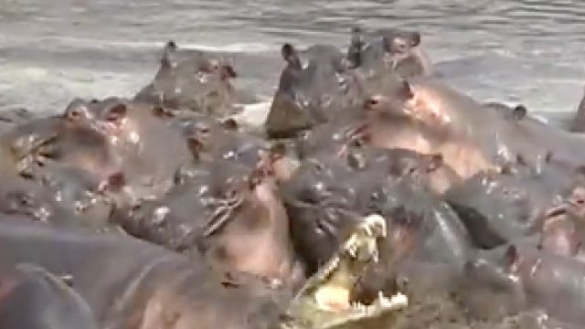 30只河马围困鳄鱼！好邻居一旦翻脸，结局会怎么样？