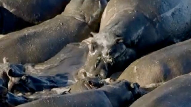 200只河马挤在水里，吃喝拉撒全在里面，怎么这样重口味？