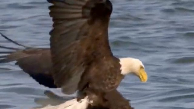 白头鹰怎样对付狗熊？直接抓头！可惜老巢不保