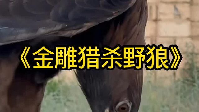 金雕抓捕进村偷吃家禽的野狼