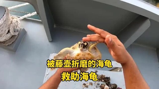 这只海龟与众不同，身被三层藤壶，看着都令人心疼啊