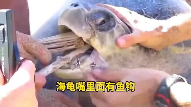 海龟嘴里面竟然发现个鱼钩，而且已经穿破嘴巴，太令人揪心了