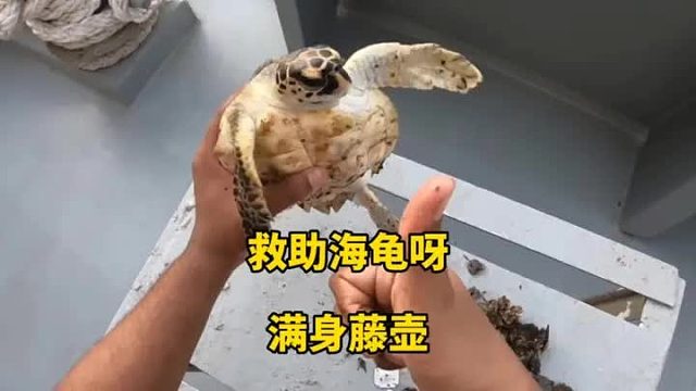 巨型小海龟背负太重的藤壶，已经被压的喘不上气，太可怜了