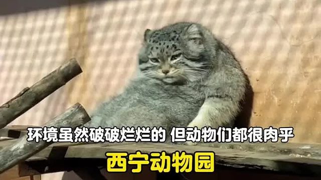 或许这就是动物园存在的意义，环境虽然破烂，但动物们都特别肉乎