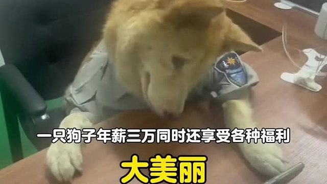 一只狗子年薪三万的同时还享受各种福利，看得我都要破房了