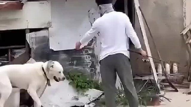 萌狗与主人的搞笑时刻，笑翻天！