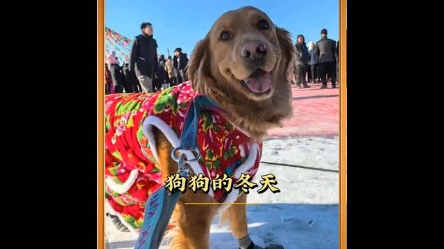 狗：这个冬天怎么这么冷啊！这个冬天啥时候能过去啊.
