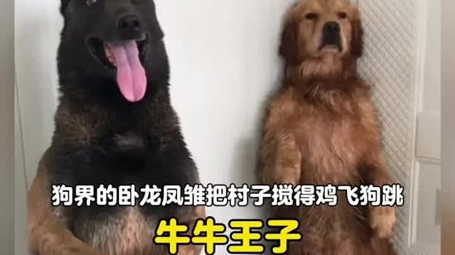 狗界的卧龙凤雏组合，凭实力让铲屎官的生活鸡飞狗跳