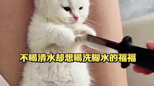 全网最q弹小猫咪