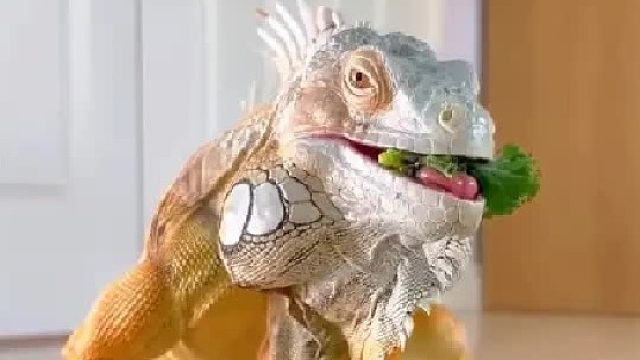 男人在散步时野外捡到一只晕倒的小怪物，没想到它让男人出尽风头