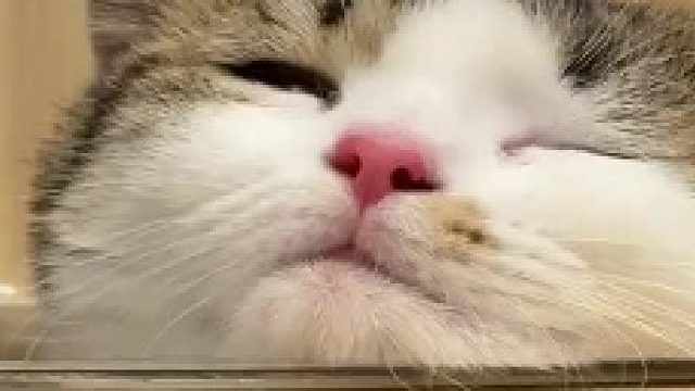 当台风天一只宇航喵失去了她的太空舱…