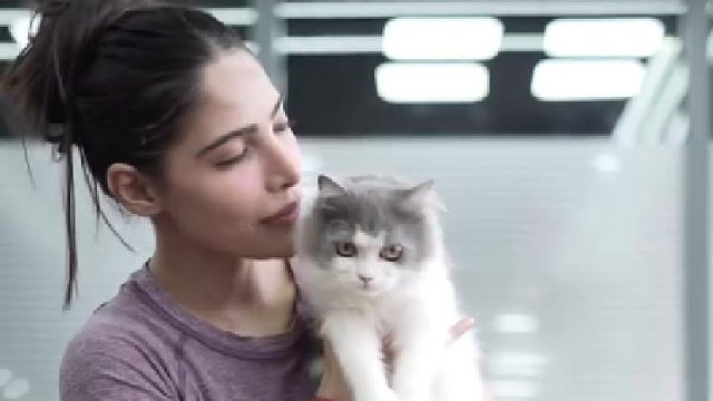 猫咪与重量训练