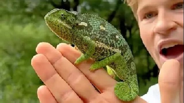 男人在野外捡到一只中暑的小怪物，没想到它的皮肤竟能变五颜六色