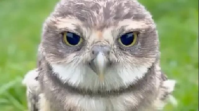 女孩在回家的路上捡到一只落汤鸡，后来才发现原来竟是一只猫头鹰