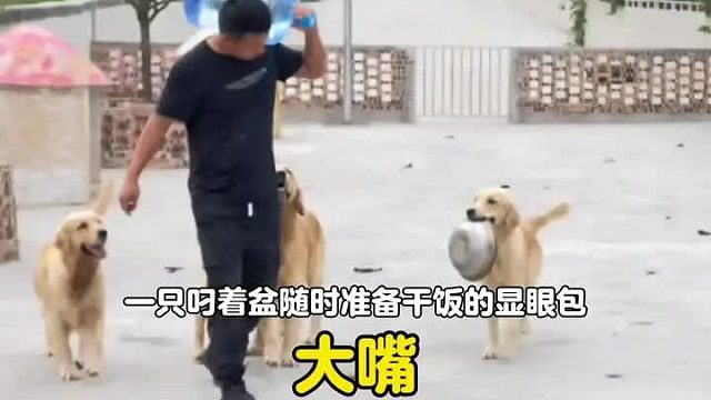 一只叼着盆随时随地准备干饭的显眼包小金毛