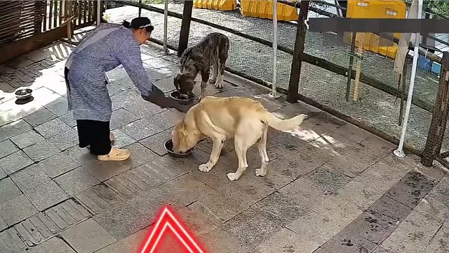 灰色那条把我那些同事的行为演得漓淋尽致