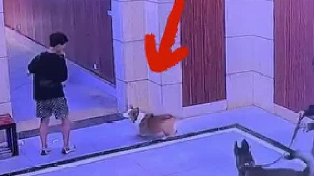 遛狗不栓绳，结果被大哥反S超解气