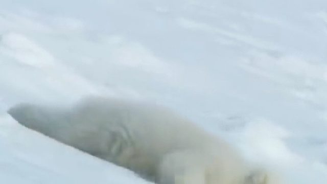 北极熊滑雪怎样刹车？脸着地，都学会急停甩尾了！