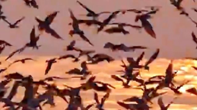 被鲸鱼一口吞掉是什么感受？看起来惊心动魄，其实一场虚惊！